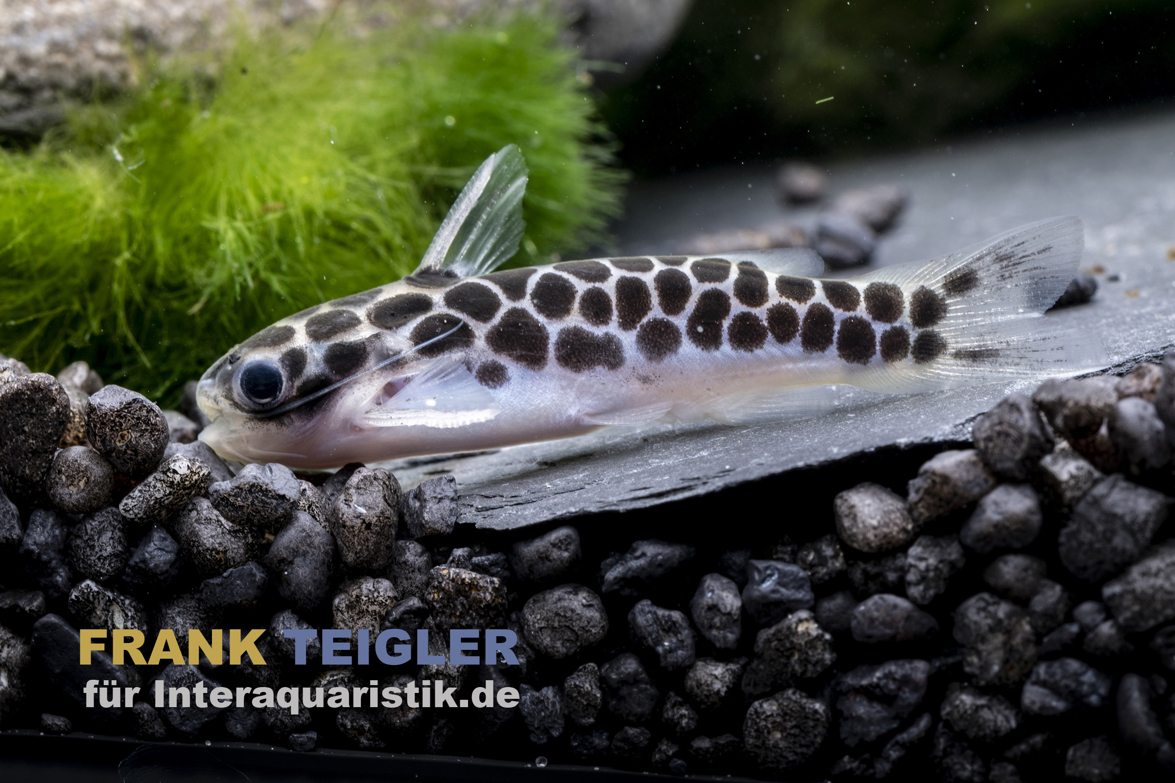 Peruanischer Waldwels, Tatia perugiae, 3-4 cm